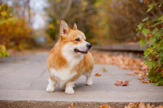 公園で秋のウェルシュコーギー犬