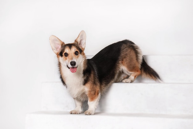 Welsh Corgi dog at home. Dog posing indoors. Cute fluffy dog portrait