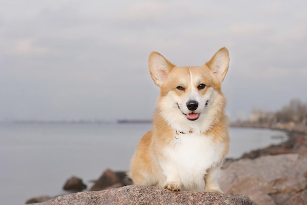 Welsh corgi dog sits on the rocks