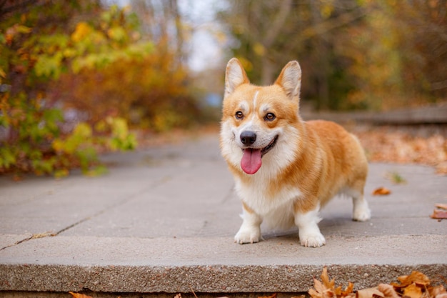 秋に公園を歩くウェルシュ・コーギー犬