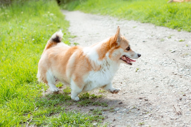 Welsh corgi dog walking in the grass