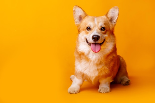 Welsh corgi hond op een gele achtergrond