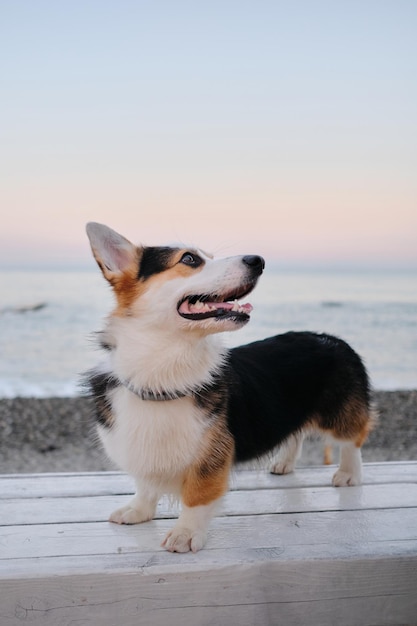 Welsh Corgi Pembroke는 푸른 바다와 분홍색 새벽 하늘을 배경으로 닫습니다.