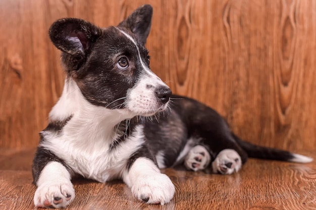 ウェルシュコーギーペンブロークかわいい純血種の犬のペット