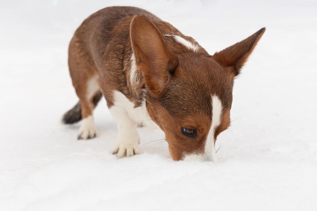 Welsh Corgi Pembroke Dierenthema's Huisdieren Een volbloedhond staat in de sneeuw