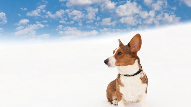 Welsh Corgi Pembroke Dierenthema's Volbloedhond in de winter Ruimte kopiëren