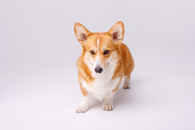 웨일즈 어 corgi pembroke 개 흰색 절연