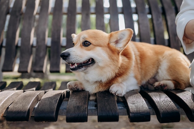 所有者の近くの都市公園のベンチに横たわっているウェルシュ・コーギー・ペンブローク犬