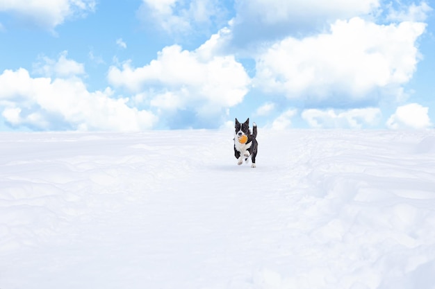 Вельш-корги пемброк Собака бежит с игрушкой по снегу Домашние животные