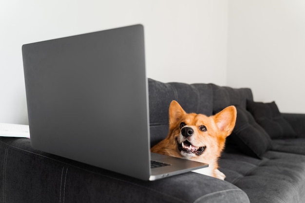 Welsh corgi pembroke dog sitter e guardando il laptop e guardando film felice idea creativa del cane corgi di razza pura con il laptop per la pubblicità lavorare online con il laptop