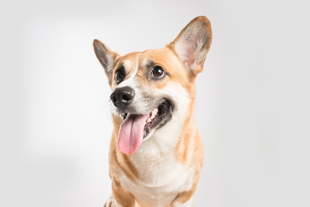 Welsh Corgi Pembroke dog sticking out tongue isolated