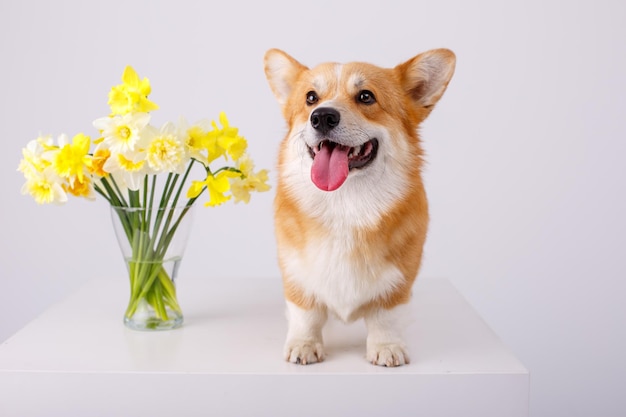 白い背景で隔離の春の花の花束とウェルシュコーギーペンブローク犬