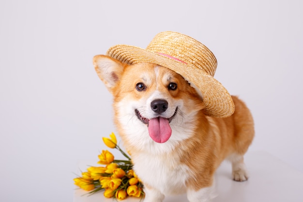 Welsh corgi pembroke dog with a bouquet of spring flowers in a sale hat isolated on white