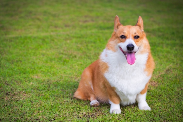 웨일즈 어 Corgi Pembroke 개