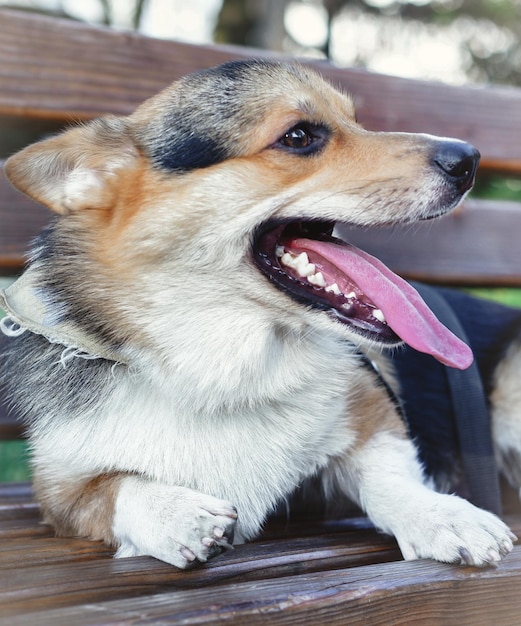 Welsh Corgi Pembroke driekleur, een kleine rashond met oren