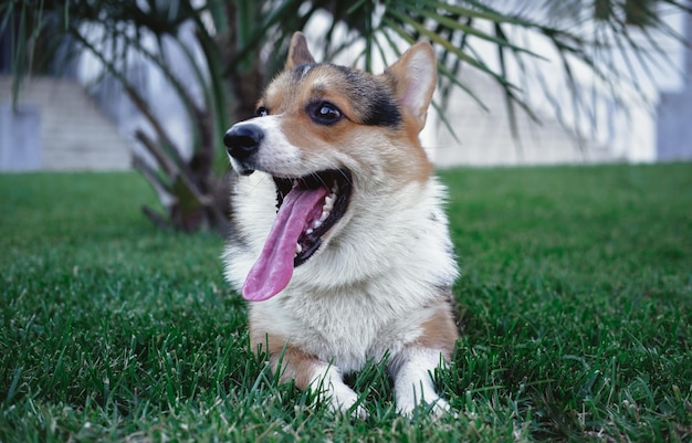 Welsh Corgi Pembroke driekleur in het Park, een kleine volbloed hond liggend op het gras