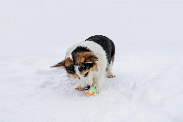 Welsh Corgi Pembroke Een volbloed hond in de sneeuw Een huisdier met een speelgoed in zijn mond