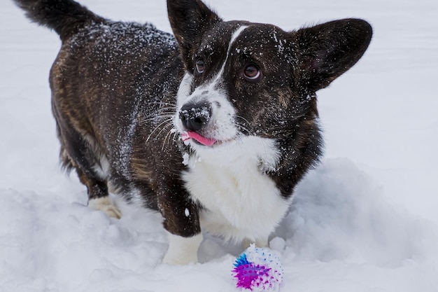 Welsh corgi Pembroke Een volbloed hond met een speelgoed huisdier