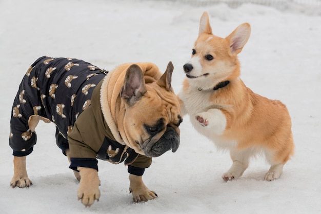 Welsh corgi Pembroke en Franse bulldog spelen op een besneeuwde open plek