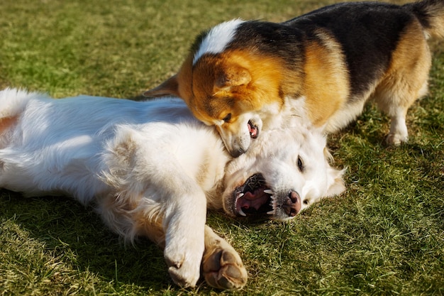 Welsh Corgi Pembroke and Golden Retriever playing in the garden on green grass. Dods have fun