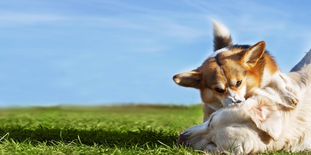 Welsh Corgi Pembroke and Golden Retriever playing in the garden on green grass