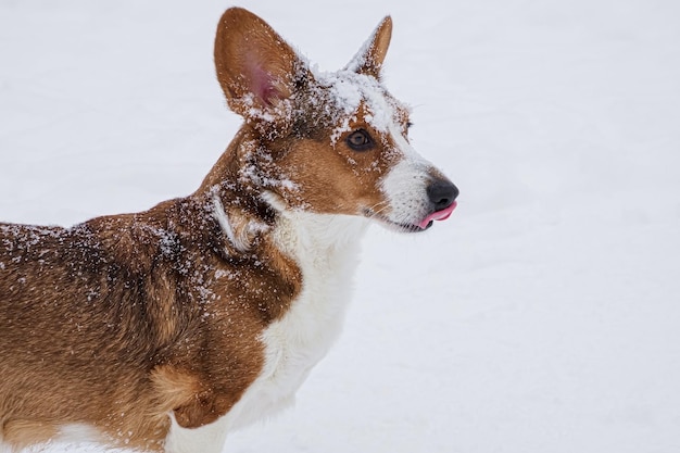 Welsh Corgi pembroke Grappige rashond in de sneeuw Huisdieren