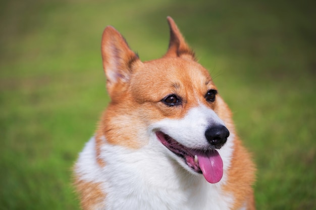 Welsh Corgi Pembroke-hond