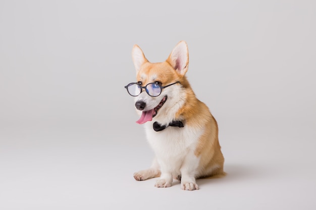 Welsh Corgi Pembroke in glazen