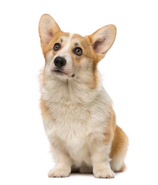 웨일스 어 Corgi Pembroke 흰색 절연