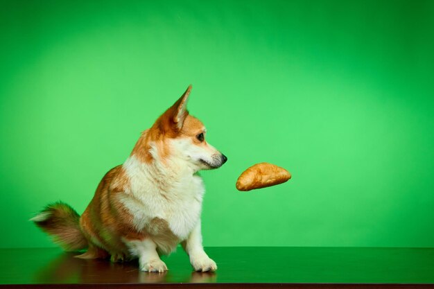 Welsh Corgi Pembroke kijkt met wijd open ogen naar een traktatie