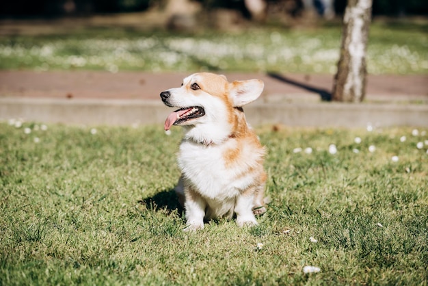 Welsh Corgi Pembroke loopt op een zonnige dag in het park