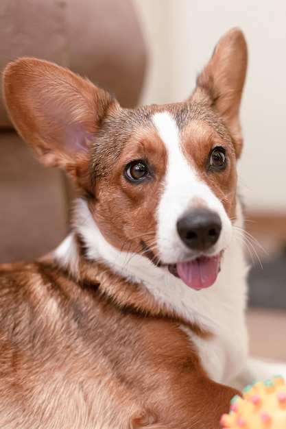 Welsh Corgi Pembroke Pets Een volbloed hond