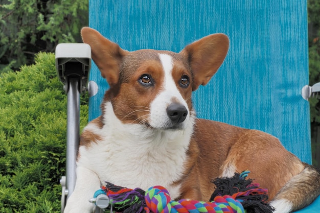 Welsh corgi Pembroke portret volbloed hond in een openbaar park Dierenthema's