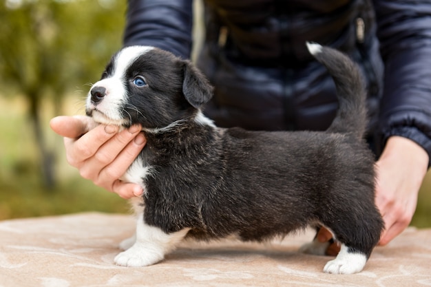 Welsh corgi pembroke puppy hond poseren in staande