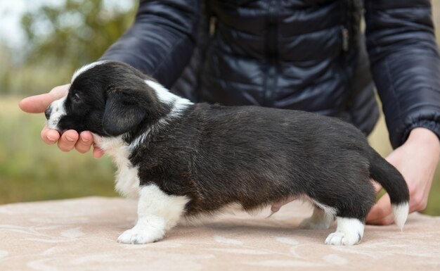 Welsh corgi pembroke puppy in de natuur