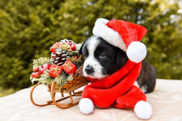 Welsh corgi Pembroke puppy in kerstmuts