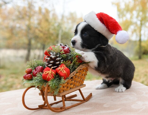 welsh corgi pembroke puppy in kerstmuts