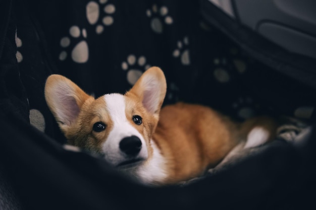 Welsh corgi pembroke puppy laying on back seat of the car