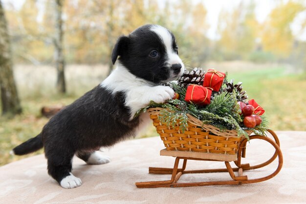 ウェールズのコーギーペンブローク子犬のサンタ帽子