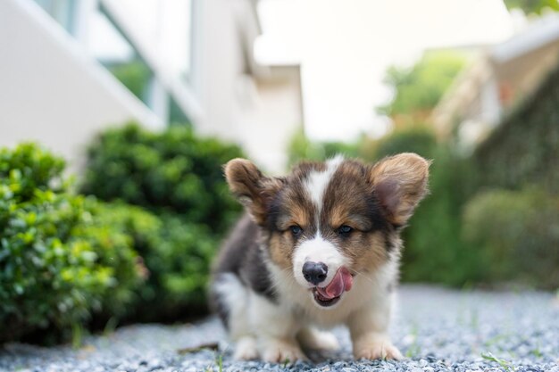 Welsh Corgi Pembroke-puppypoep in de tuin