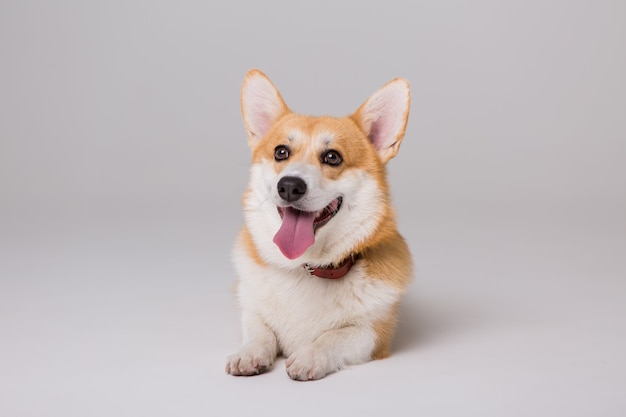 Welsh Corgi Pembroke sits