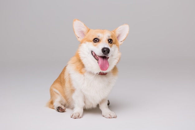 Welsh Corgi Pembroke sits