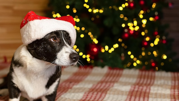 Welsh Corgi Pembroke Thoroughbred dog at the Christmas tree Christmas