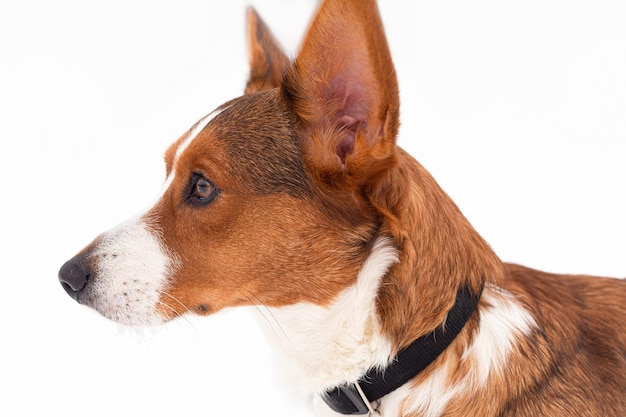 Welsh Corgi Pembroke Thoroughbred dog closeup Animal themes Pets