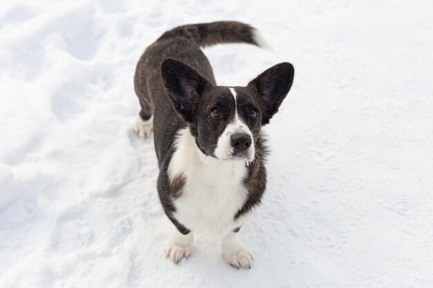 Welsh Corgi Pembroke Thoroughbred dog in winter Closeup Animal themes