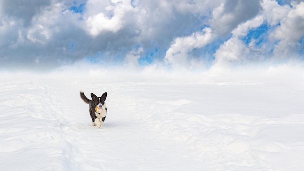 Welsh corgi pembroke a thoroughbred dog in winter copy space\
pets banner signboard