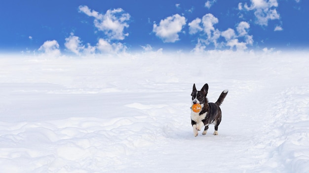 Вельш корги Пемброк Породистая собака зимой Копирование пространства Домашние животные Баннерная вывеска