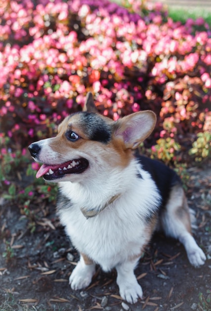 Welsh Corgi Pembroke tricolor, Corgi in flowers, Corgi on a background of flowers