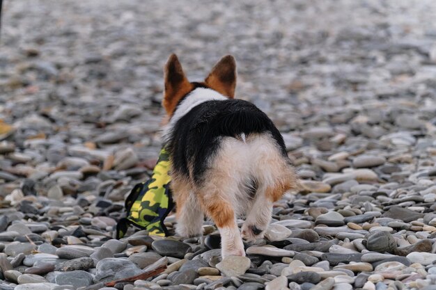 Welsh Corgi Pembroke Tricolor heeft plezier met rennen langs het kiezelstrand en spelen met eendenspeelgoed Achteraanzicht