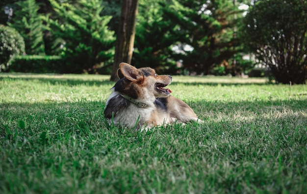 公園のウェルシュコーギーペンブロークトリコロール、草の上に横たわる小さなサラブレッド犬